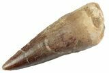 Fossil Spinosaurus Tooth - Real Dinosaur Tooth #368115-1